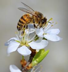 Dziś Światowy Dzień Pszczół. Co wiemy o tych pożytecznych owadach?