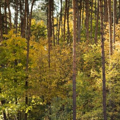Zapraszamy do udziału w konkursie plastycznym pt. Jesień  w lesie .